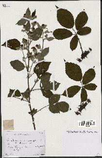 spécimen de Rubus questieri x ulmifolius