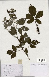 spécimen de Rubus questieri x ulmifolius