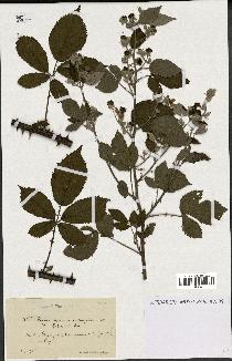 spécimen de Rubus questieri x ulmifolius