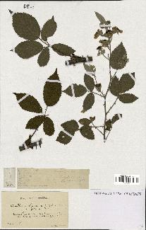 spécimen de Rubus questieri x ulmifolius