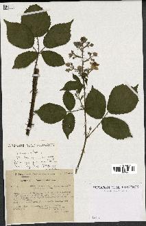 spécimen de Rubus radula