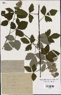 spécimen de Rubus lloydianus