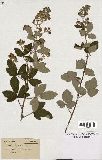 spécimen de Rubus lloydianus