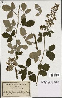 spécimen de Rubus lloydianus