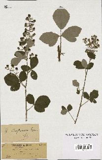 spécimen de Rubus lloydianus