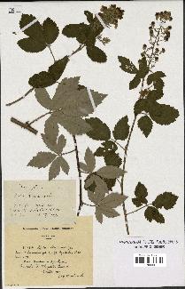 spécimen de Rubus lloydianus