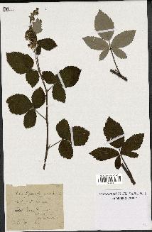 spécimen de Rubus lloydianus