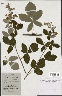 spécimen de Rubus lloydianus