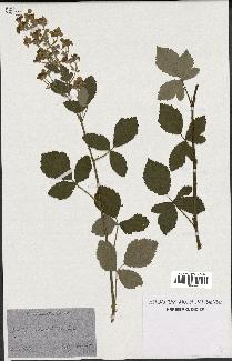 spécimen de Rubus tomentosus
