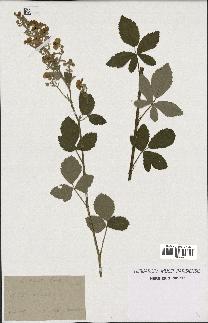 spécimen de Rubus tomentosus