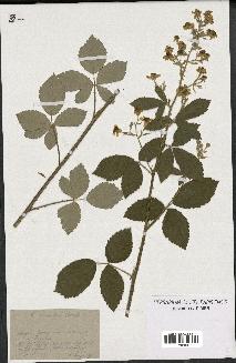 spécimen de Rubus tomentosus