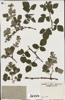 spécimen de Rubus tomentosus
