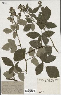 spécimen de Rubus tomentosus