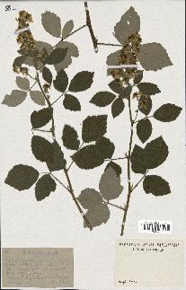 spécimen de Rubus tomentosus