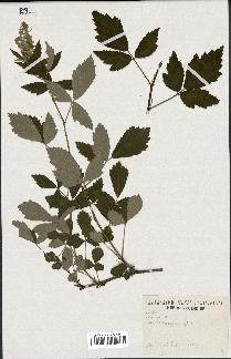 spécimen de Rubus tomentosus