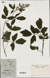 spécimen de Rubus tomentosus