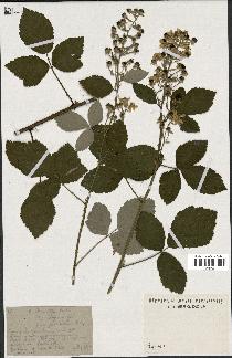 spécimen de Rubus tomentosus