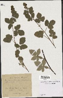 spécimen de Rubus tomentosus
