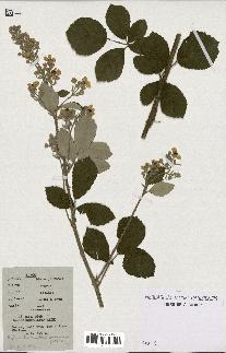 spécimen de Rubus tomentosus