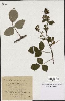 spécimen de Rubus tomentosus
