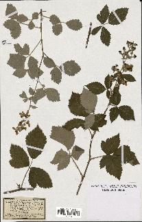 spécimen de Rubus tomentosus