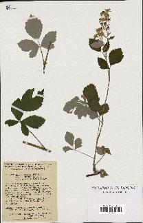 spécimen de Rubus tomentosus