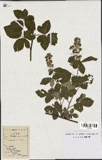 spécimen de Rubus tomentosus