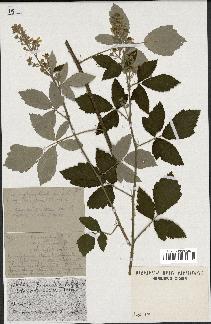 spécimen de Rubus tomentosus