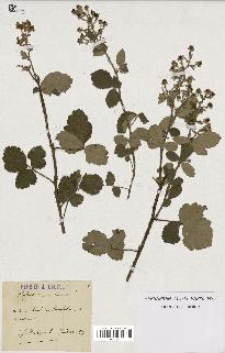 spécimen de Rubus tomentosus