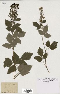 spécimen de Rubus tomentosus