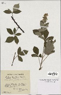 spécimen de Rubus tomentosus