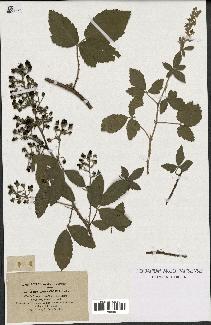 spécimen de Rubus tomentosus