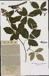 spécimen de Rubus tomentosus