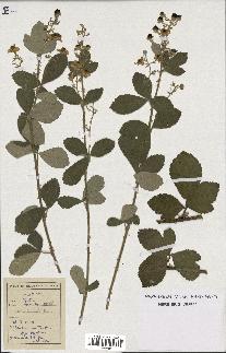 spécimen de Rubus tomentosus