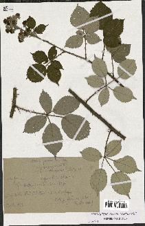 spécimen de Rubus godronii