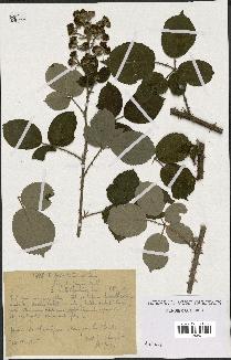 spécimen de Rubus godronii