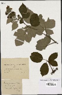 spécimen de Rubus lacertosus