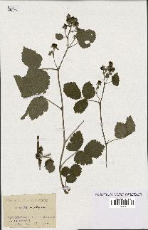 spécimen de Rubus caesius x thyrsoideus