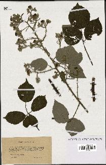 spécimen de Rubus bifrons
