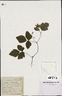 spécimen de Rubus caesius