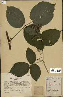 spécimen de Rubus macrophyllus