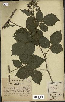 spécimen de Rubus koehleri