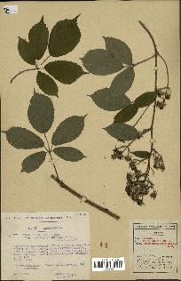 spécimen de Rubus insericatus