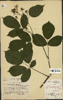 spécimen de Rubus insericatus