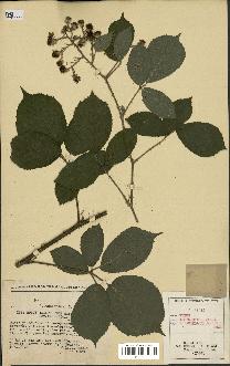 spécimen de Rubus insericatus