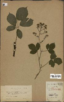 spécimen de Rubus insericatus