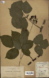 spécimen de Rubus macrophyllus