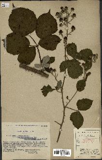 spécimen de Rubus argenteus