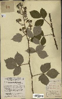 spécimen de Rubus argenteus