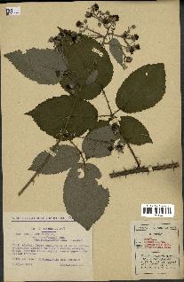 spécimen de Rubus argenteus